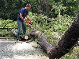 How Our Tree Care Process Works  in  Sterling Heights, MI